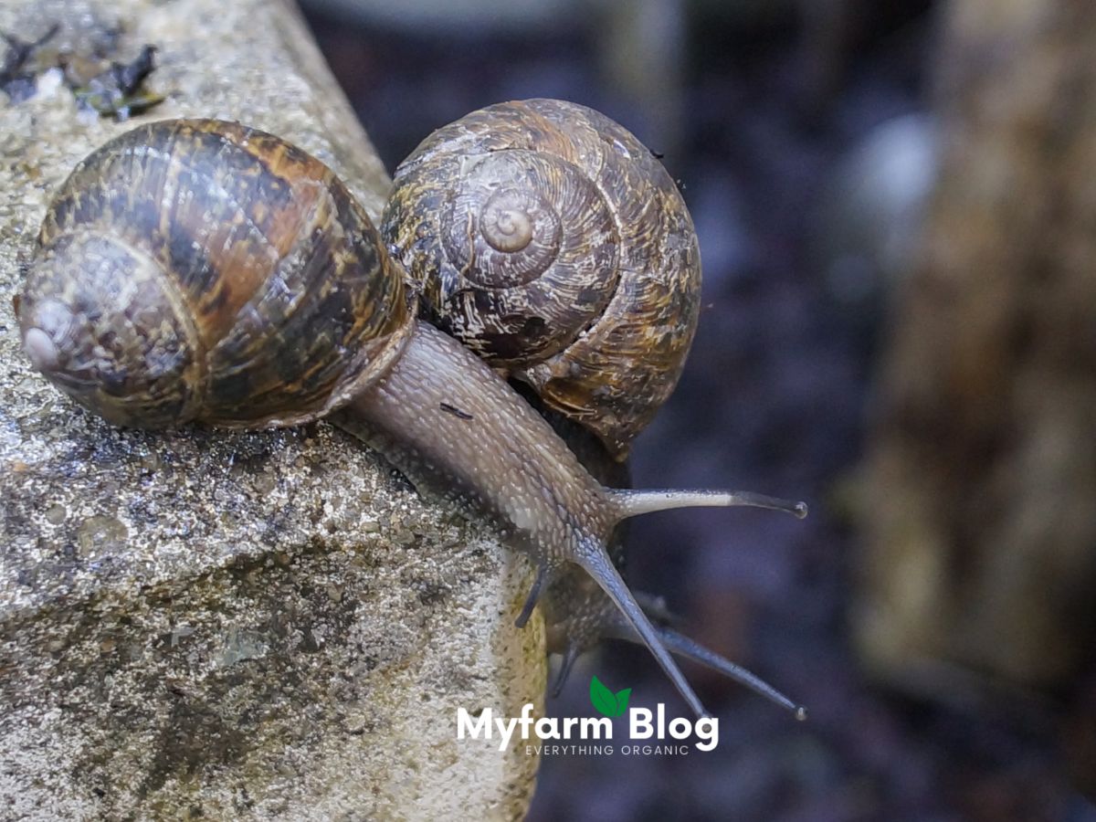 Can garden snail swim