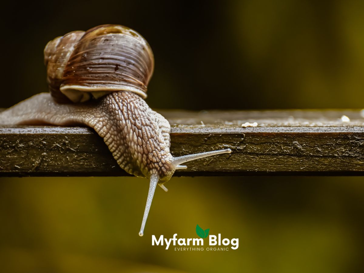 The Lifecycle Of A Snail