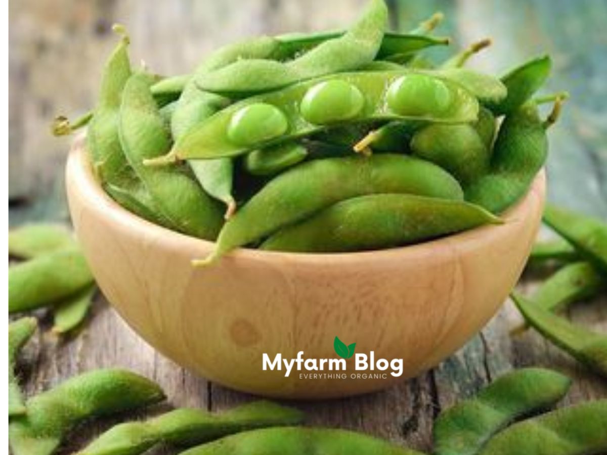 Are soybeans edamame