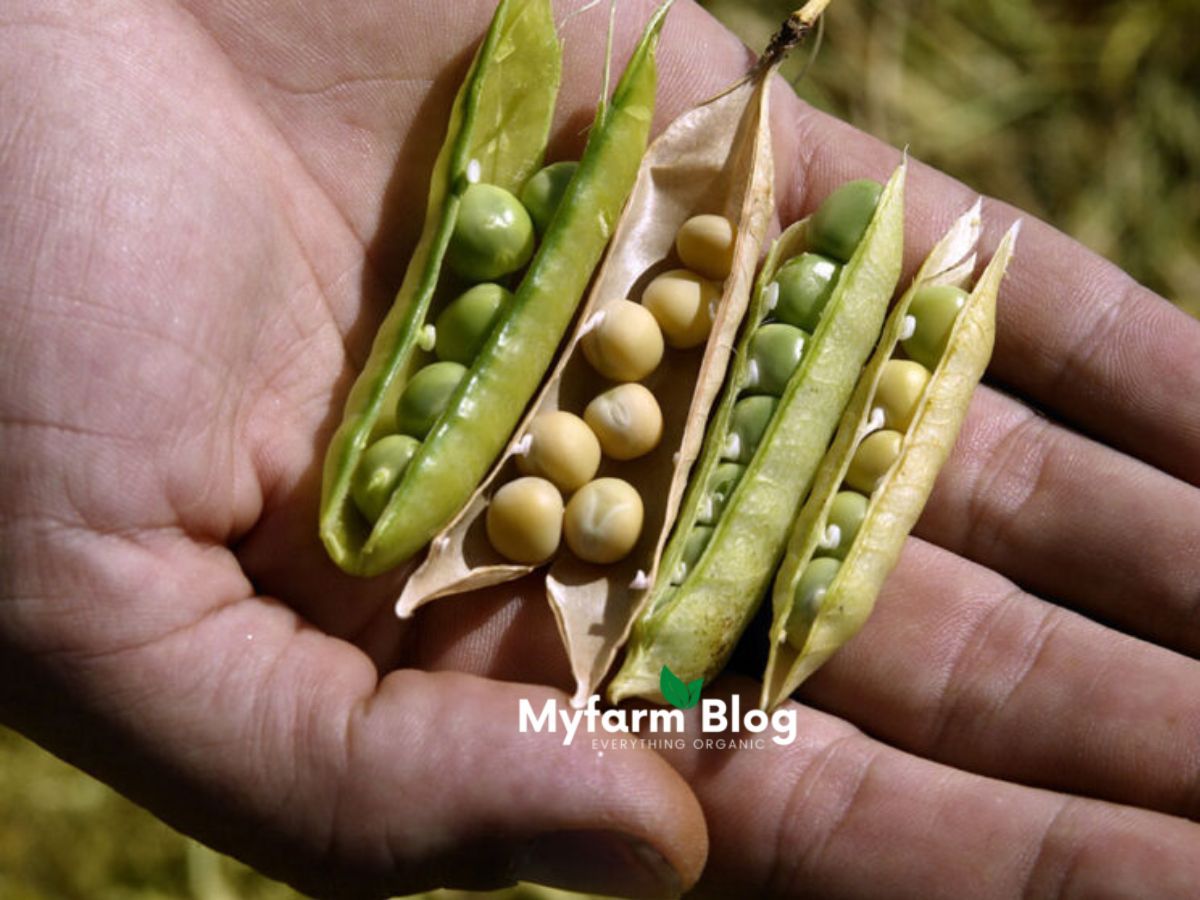 How soybeans are harvested