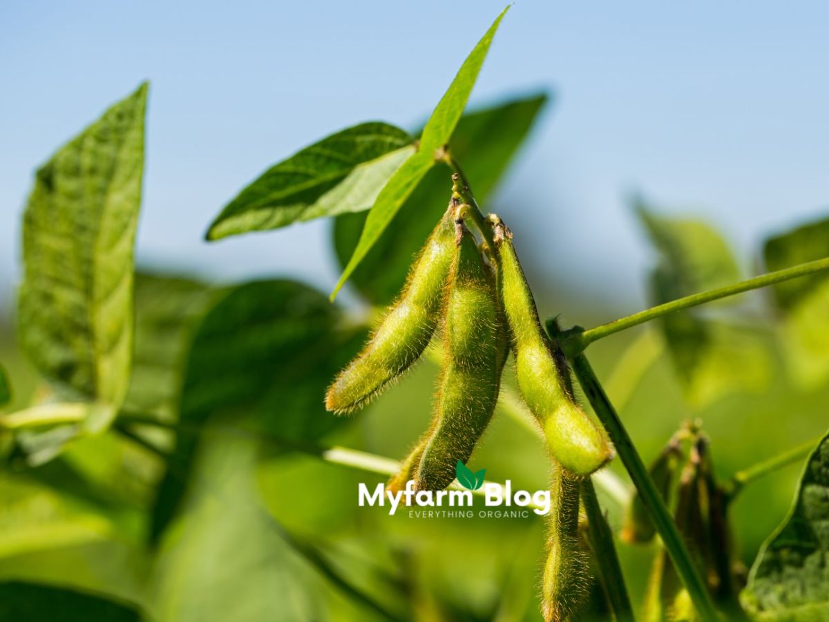 How to plant alligator pepper