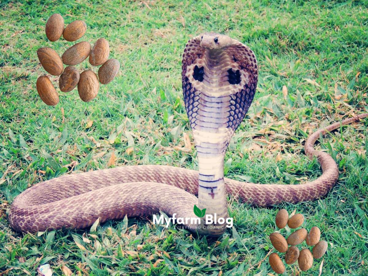 Bitter Kola as Snake Repellent (Personal Research)